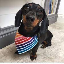 Discover hundreds of ways to save on your favorite products. Dachshund Puppies Posts Facebook