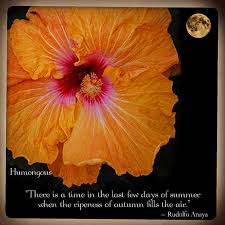 Check spelling or type a new query. Hidden Valley Hibiscus