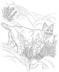 Puma concolor domestic (pet) cat: Desert Animals Coloring Pages Bobcat Desert Animals Coloring Animal Coloring Pages Farm Animal Coloring Pages