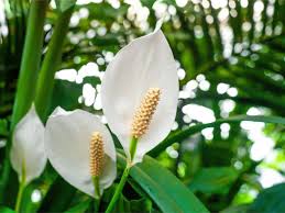 Image result for Spathiphyllum