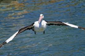 Australian Bird With Black Head And White Body Australian Pelican Photo In Flight Head On The Internet Bird Collection Vliegende Vogels Vogels
