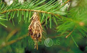 Usually more than 200 eggs incubate in this protective. 5 Most Effective Ways To Control Or Get Rid Of The Bagworms