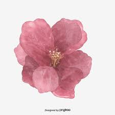 Pink Painted Flowers Flowers Plant Watercolor Flowers Png Transparent Image And Clipart For Free Download Flower Painting Hand Painted Flowers Pink Flowers Background