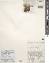 Image result for Eleocharis minuta