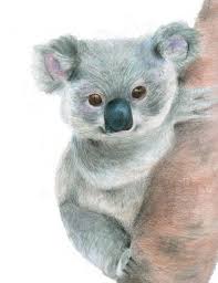 Koala Art Print Koala Illustration Koala Drawing Bear Art