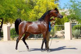 Arabian Horses for Sale