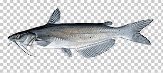 Check spelling or type a new query. Channel Catfish Drawing Png Clipart Animal Figure Barramundi Catfish Channel Catfish Clip Art Free Png Download