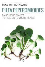 Pilea peperomiodes is very easy to propagate. Propagate Your Pilea Peperomioides Plant How To Grow Pilea Babies