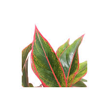 Scopri e prenditi cura di aura🌱. Aglaonema Siam Aurora