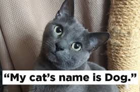 Submit pictures/gifs with the animal's silly name. 33 Funny Pet Names That Ll Make You Say I Wish I Thought Of That