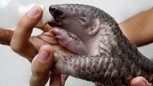 All eight pangolin species are protected under national and international laws, and two are listed as critically endangered on the iucn red list of threatened species. Pangolin Sos A Mini Dragon In Need Global Ideas Dw 20 09 2016