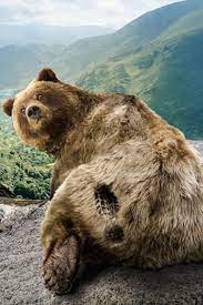 So come and visit our website and download high qualitiy pictures for free! Free Download Bear Print Iphone Wallpaper Hd 640x960 For Your Desktop Mobile Tablet Explore 47 Bear Iphone Wallpaper Kanye West Bear Wallpaper Chicago Bears Iphone Wallpaper Chicago Bears Iphone Wallpaper Images