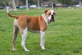 The tail of these dogs are of medium size and sometimes docked. Johnson American Bulldogs And Scott American Bulldogs What S The Difference