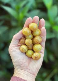 Image result for Clausena lansium