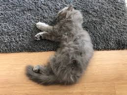 Para Tuzagi Olan Kedi Malzemeleri Nelerdir Kediannesi Com