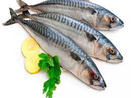 High volume low calorie meals / high volume low ca. Kumpulan Gambar Ikan Tenggiri Super Cantik Hasil Mancing