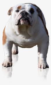 Meet ginger, cute, adorable, sweet, part english cutie. Miu Miu From The Bullscompagnie English Bulldog Breeder Olde English Bulldogge Transparent Png 300x491 Free Download On Nicepng