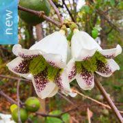 Image result for Rothmannia fischeri