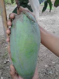 Gambar buah durian jumbo hd download now seperti payud duri jumbo in. Mangga Mahatir Mangga Super Jumbo Asal Malaysia Berikut Cara Menanam Dan Merawat Portal Jogja Halaman 3