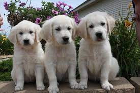 English cream golden retriever puppies were first bred in north america. Pin On Love Is Golden