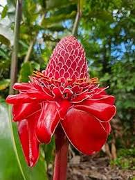 Image result for Erlangea remifolia