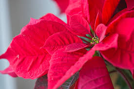 Weihnachtsstern Pflege Standort Schneiden