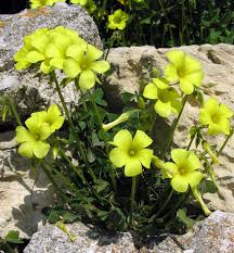 Image result for Oxalis pes-caprae