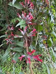 Image result for Englerina