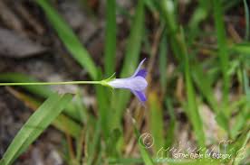 Image result for Wahlenbergia persimilis