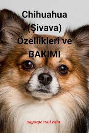 chihuahua sivava ozellikleri ve bakimi chihuahua kopek hayat
