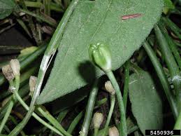 Image result for Exacum oldenlandioides
