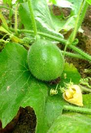 Winter Melon Seeds A K A Wax Gourd Tung Qwa Asian Vegetable Small Round25 Seeds Winter Melon Seeds Vegetable Seed