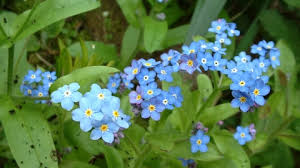 Maybe you would like to learn more about one of these? Wood Forget Me Not The Wildlife Trusts