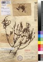 Image result for Aeollanthus pubescens