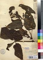 Image result for Crassocephalum ducis-aprutii