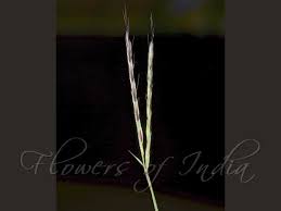 Image result for Arthraxon