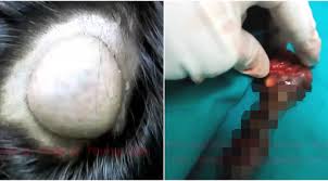 Image result for Cysta