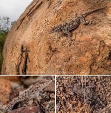 Image result for Ceratotheca integribracteata