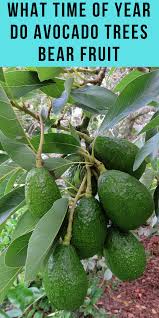 If you choose to grow your tree from a seed, it can take up to 13 years for your avocado tree to be old enough to bear fruit. What Time Of Year Do Avocado Trees Bear Fruit Avocado Tree Trees To Plant Backyard Water Games