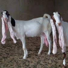 gulabi kapla irki keci pakistan goats animals dogs