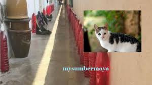 Sekarang i akan kongsi dengan anda 5 petua dan cara halau tikus yang boleh anda pakai untuk selesaikan masalah yang timbul di rumah anda. Elak Kucing Kesayangan Kencing Ditempat Sama Letak Air Botol Berwarna Merah My Sumber Maya