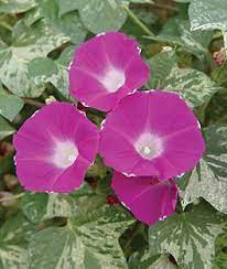 Morning Glory Cameo Elegance Morning Glory Seeds Morning Glory Garden Vines