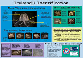 All About Jellyfish Stings Curious