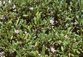 Image result for Sesuvium portulacastrum