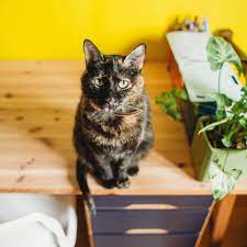 Why Are Male Calico Cats So Rare