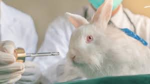 We will help you with the topics and arguments, provide you with examples, shocking facts and tell how to grab your teacher's attention! Us To Ditch Animal Testing By 2035 Totally Vegan Buzz