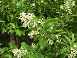 Image result for Cestrum