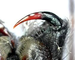 Image result for große winkelspinne biss haut reaktion