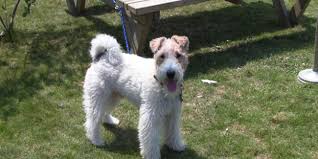 Terrier Irki Kopegin Asiri Havlamasi Nasil Onlenebilir