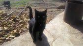 Yeni Kedi Sesleri Kedi Miyavlamasi Kedi Miyavlamasi Kedi Sesleri Video Kedi Videolar Ses